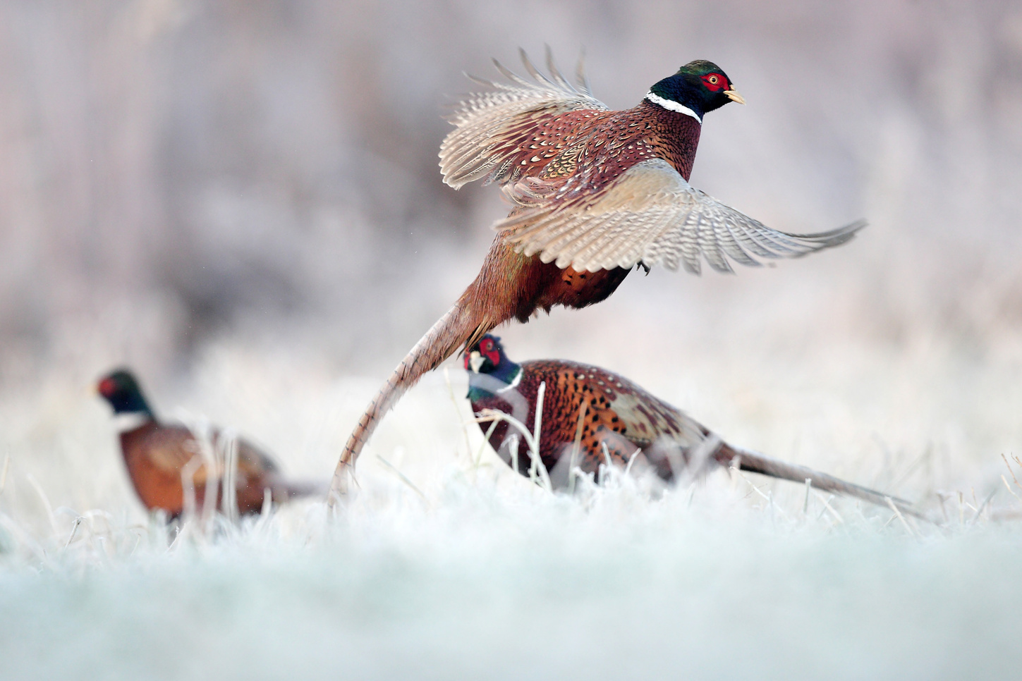 Two Chinese Ringneck pheasants